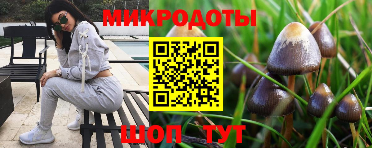 Псилоцибиновые грибы Psilocybe Новошахтинск